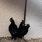 للبيع ثلاث ديكه اندنوسي
