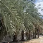 نخل اخلاص مجانا