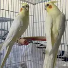 جوز كروان لاتينو اليف