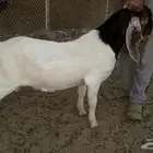مشروع فحل بورقورت