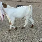 تيس هولندي اجم