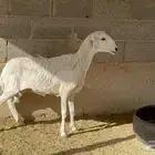 شاة حريه حرشا رباع