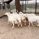 غنم متابيع