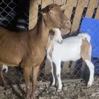 عنز دهما بولدها عمرة فوق ثلاثه شهور