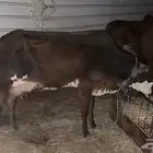 ابقار للبيع