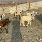 تيوس لباني للبيع