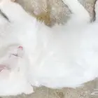 قطه