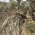 سعف نخل صريف
