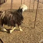 فحل نجدي جرم فاخر