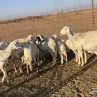 6 غنم حريات مواليد للبيع