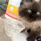 قطه مفقوده