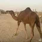 للبيع بكره حمرا ساحلية بي 6500 ريال يوجد تقسيط