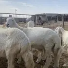 مشروع فحل خروف حري العمر تقريبن 3 الى 4 شهور