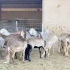 غنم سواكني مراح واحد