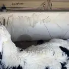 ذبيحتك جاهزه باتصال