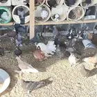 حمام منوع للبيع