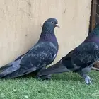 حمام تركي