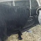 عنز حايل طيبه