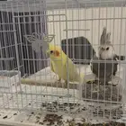 زوج كروان للبيع