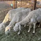 شياه حريه
