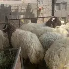 ذبايح نعيم خرفان