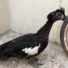 بط مصري ذكر للبيع