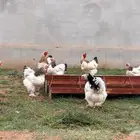دجاج براهما