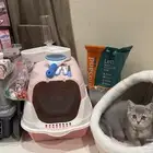 قطه للبيع هملايا عمرها شهرين ونص بجميع اغراضها