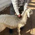 للبيع خروف كفو الكفو سمين