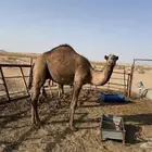 قعود اصفر