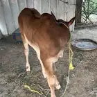 بقره مع ولدها عمر شهرين هاديه و مضمونه من الأمراض ..للتواصل