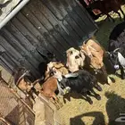 معزا عنقان جذعات