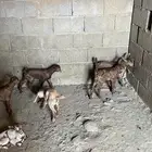 غنم مقنوي