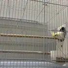 جوز كروان ماشاءلله