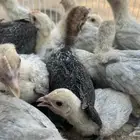 صيصان فيومي عمر فوق الشهر والنص صحه ونظافه الموقع الأحساء