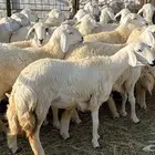 رخال فرش الفحل صنننف الصنف