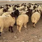 85 ذبايح نعيم طيبة ونظيفة