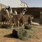 حيوان الاما مستورد