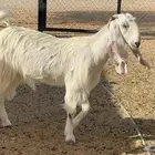 معزا جذعه وثنيه مطورات