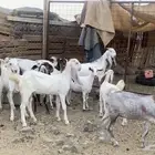 هولنديات و بيشيات جفار