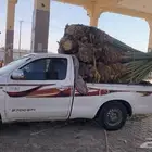 5 مجدول 20 صقعي احمر