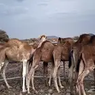 8 قعدان للبيع 6-7شهور