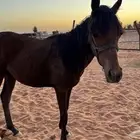 مهر