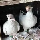 حمام للبيع زينه شرازي وبلجيكي وحب رمان ورقيص وبالون حاله من
