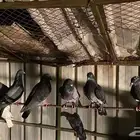 حمام للبيع مشكل