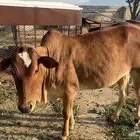بقره