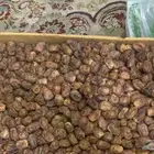 كرتون تمر للبيع