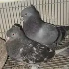 جوز تركي للبيع