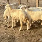 خرفان