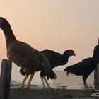 دجاج بكستاني